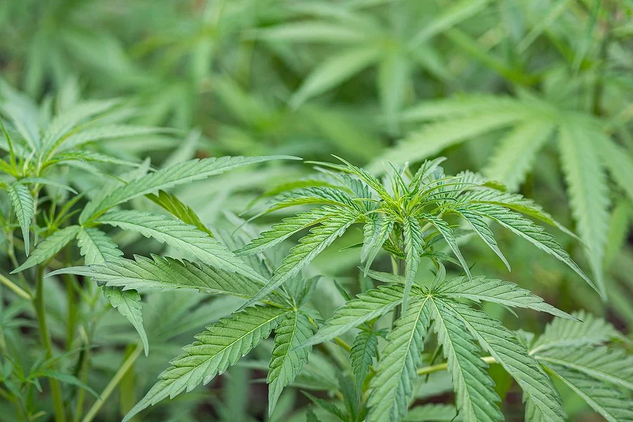 A snapshot of a cannabis plant, symbolizing the urgent need for a drug possession lawyer if facing charges.